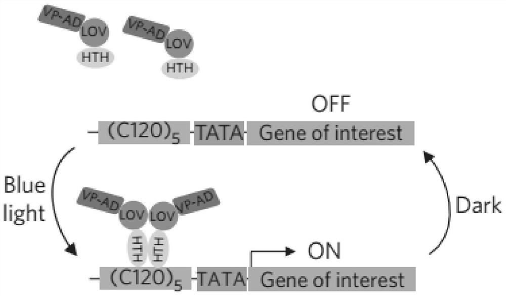 A light-controlled expression vector for insect cells and its application