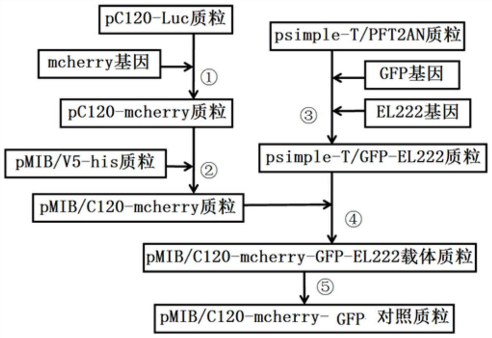 A light-controlled expression vector for insect cells and its application