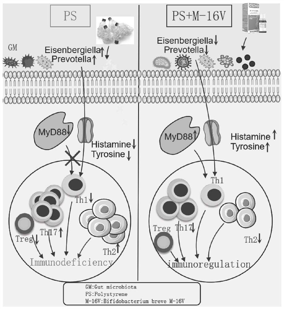 Application Of Bifidobacterium Breve M-16V In Medicine Preparation ...