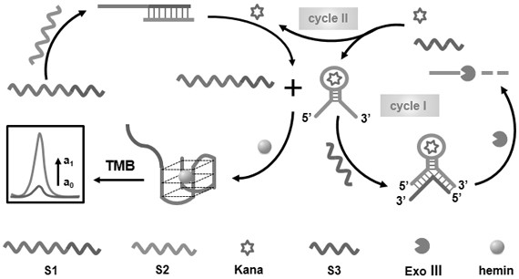 A homogeneous biosensing method for detecting kanamycin and its application