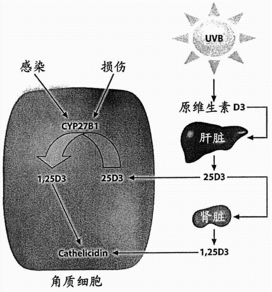 Pharmaceutical composition comprising solvent mixture and a vitamin D derivative or analogue