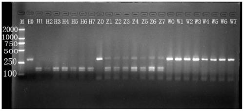 hybrid yellow catfish ch  <sub>4</sub> Enzyme digestion method