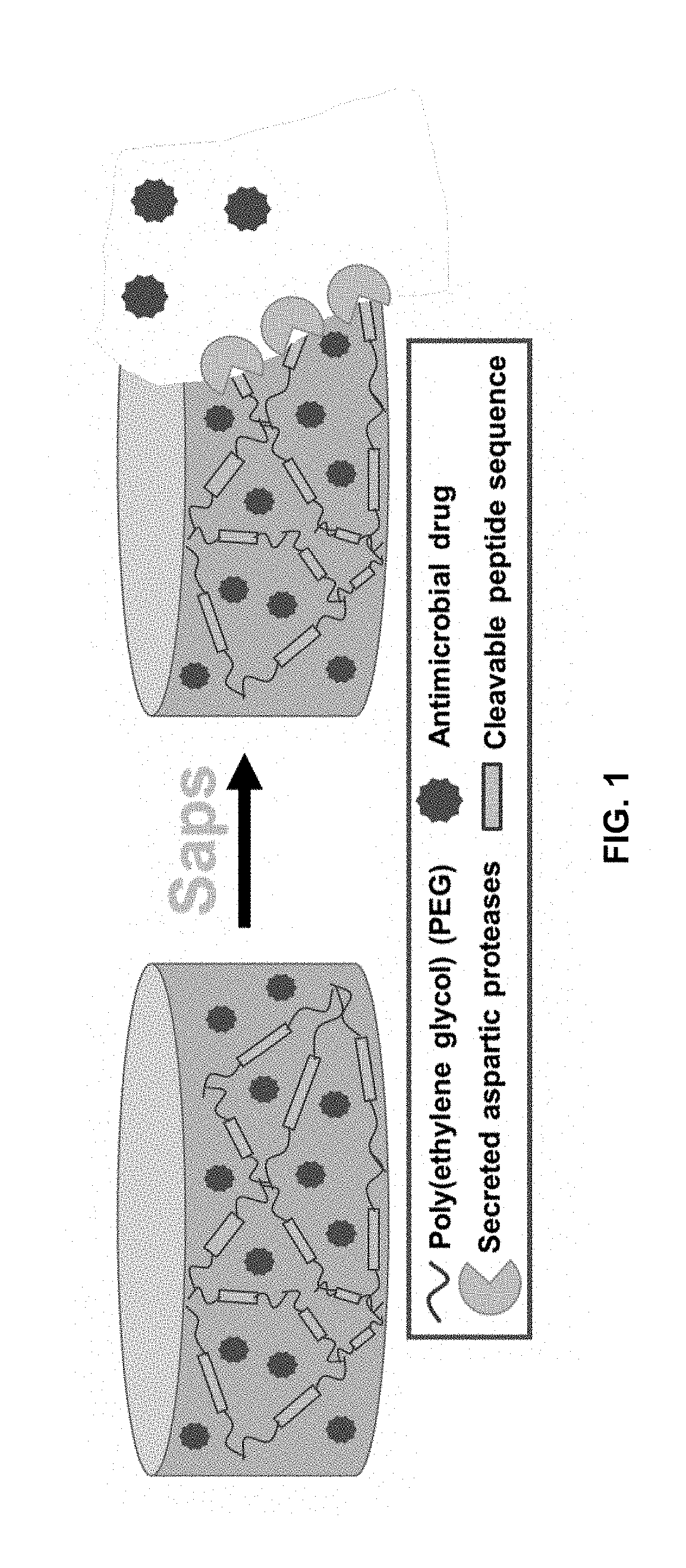 Aspartic protease-triggered antifungal hydrogels
