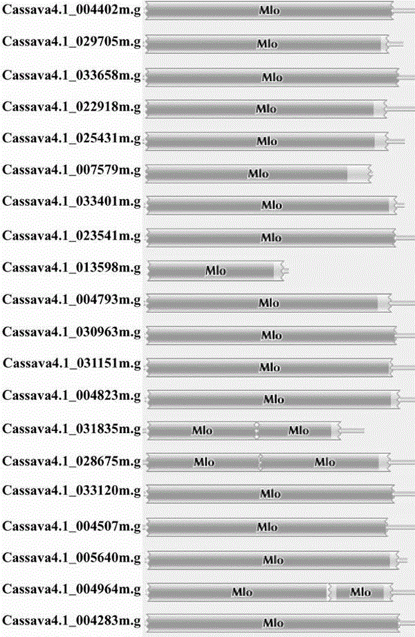 Method for quickly identifying manihot esculenta mildew-resistance locus (MLO) gene by applying comparative genomics