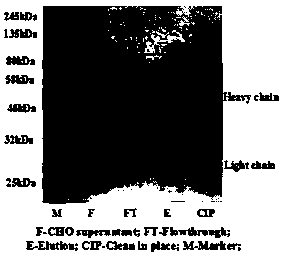 Tetrapeptide chromatography medium taking phenylalanine-tyrosine-histidine-glutamic acid as functional ligand, and application of tetrapeptide chromatography medium