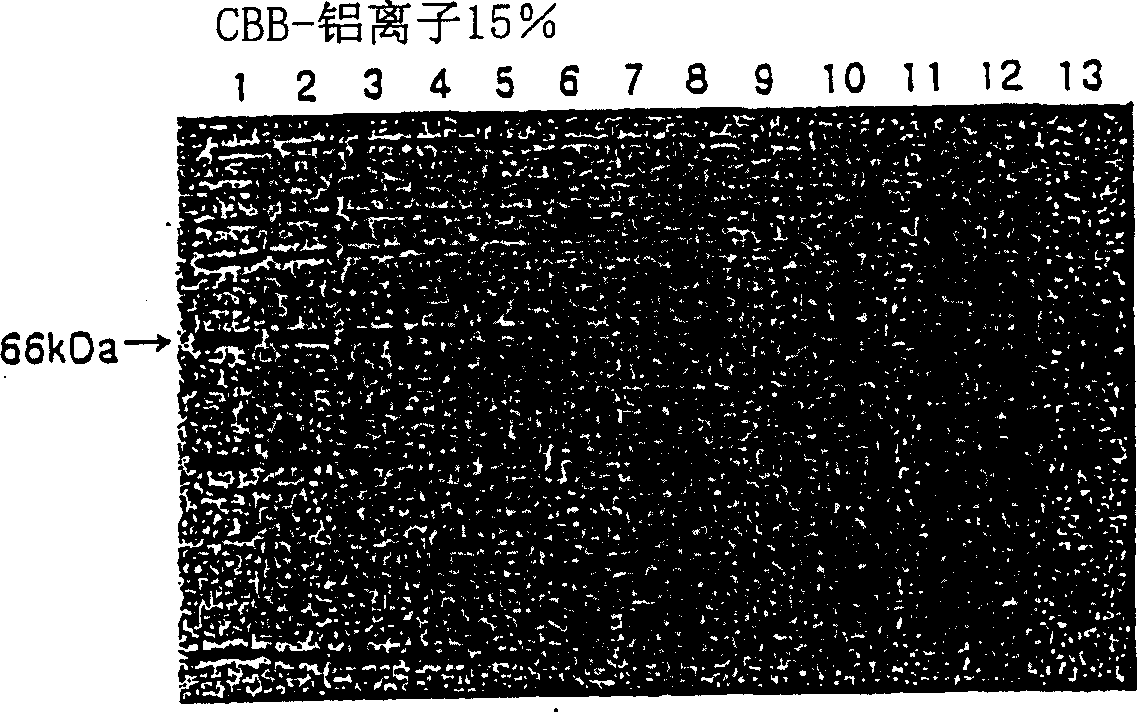 Treating solution containing aluminium ion for staining protein and staining method using the same