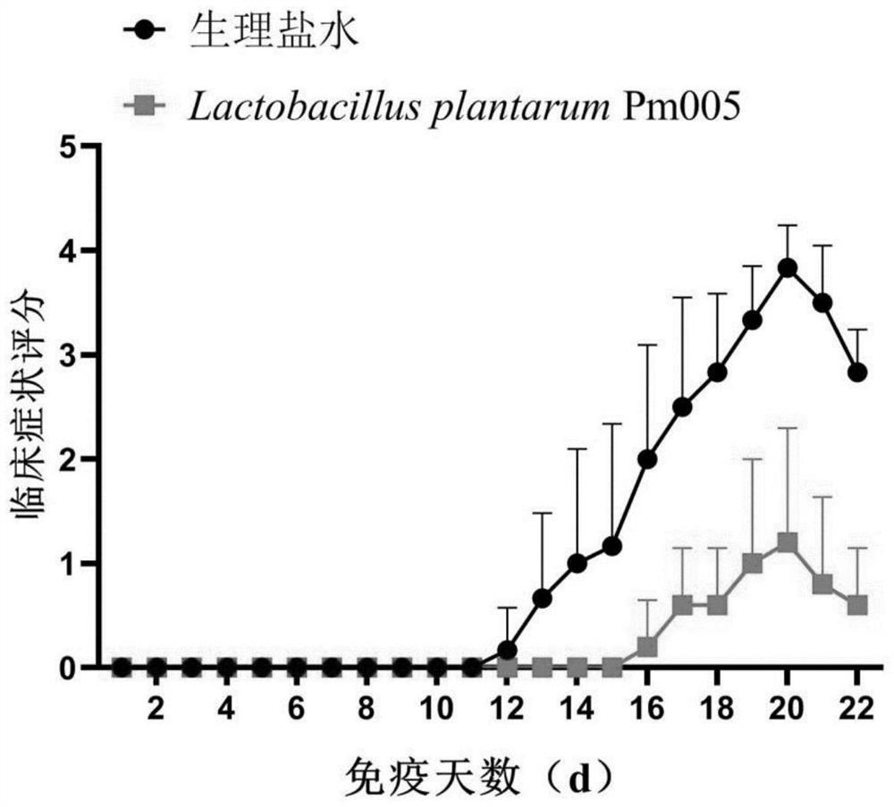 Lactobacillus plantarum and application thereof in prevention and/or treatment of central nervous system diseases