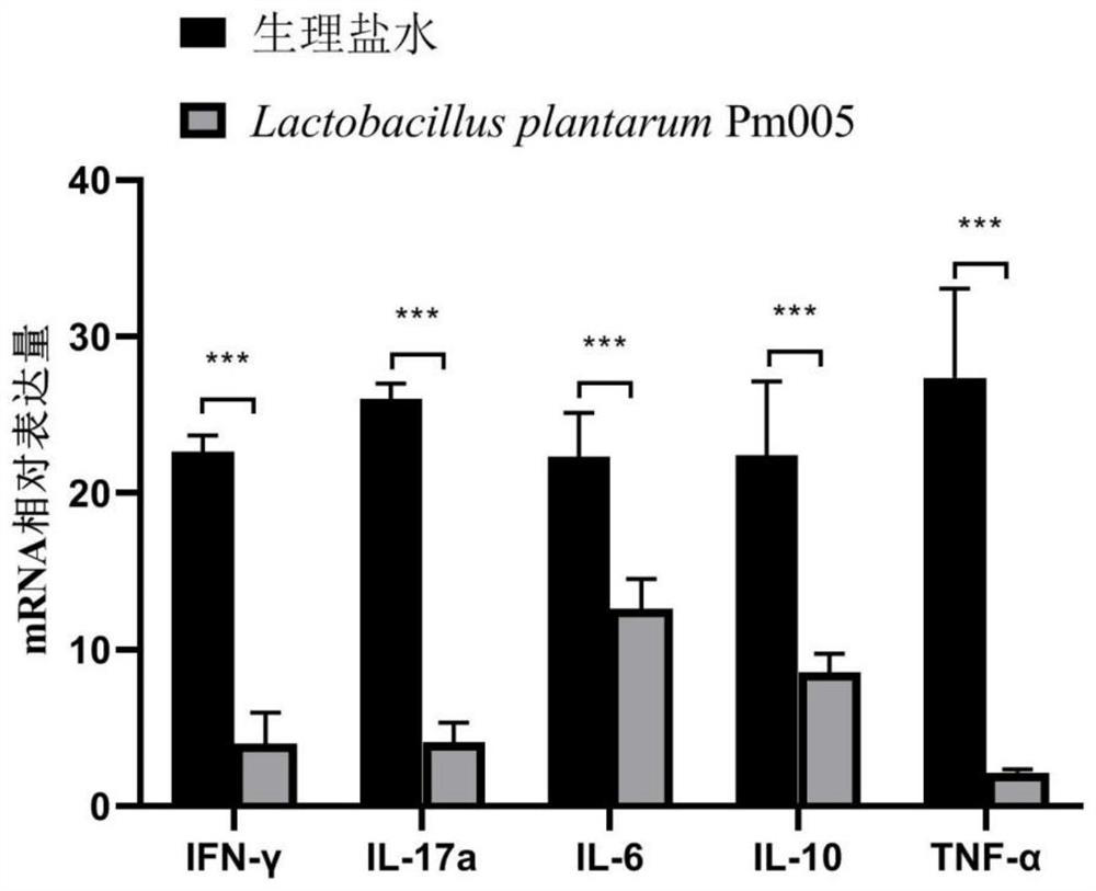 Lactobacillus plantarum and application thereof in prevention and/or treatment of central nervous system diseases