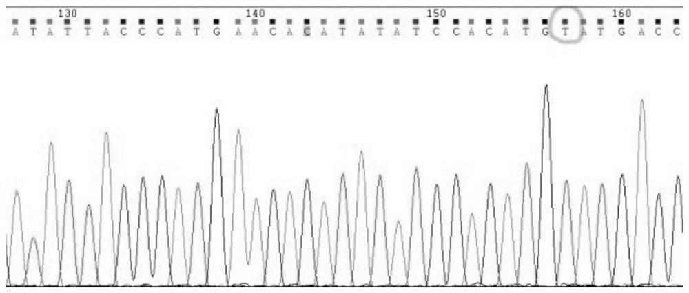 Gene detection kit for individualized administration of anti-epileptic drugs and application of gene detection kit