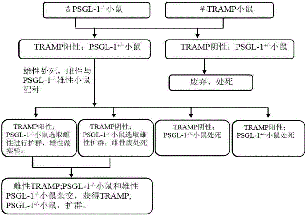 Construction method and application of prostate neuroendocrine carcinoma genetic engineering animal model