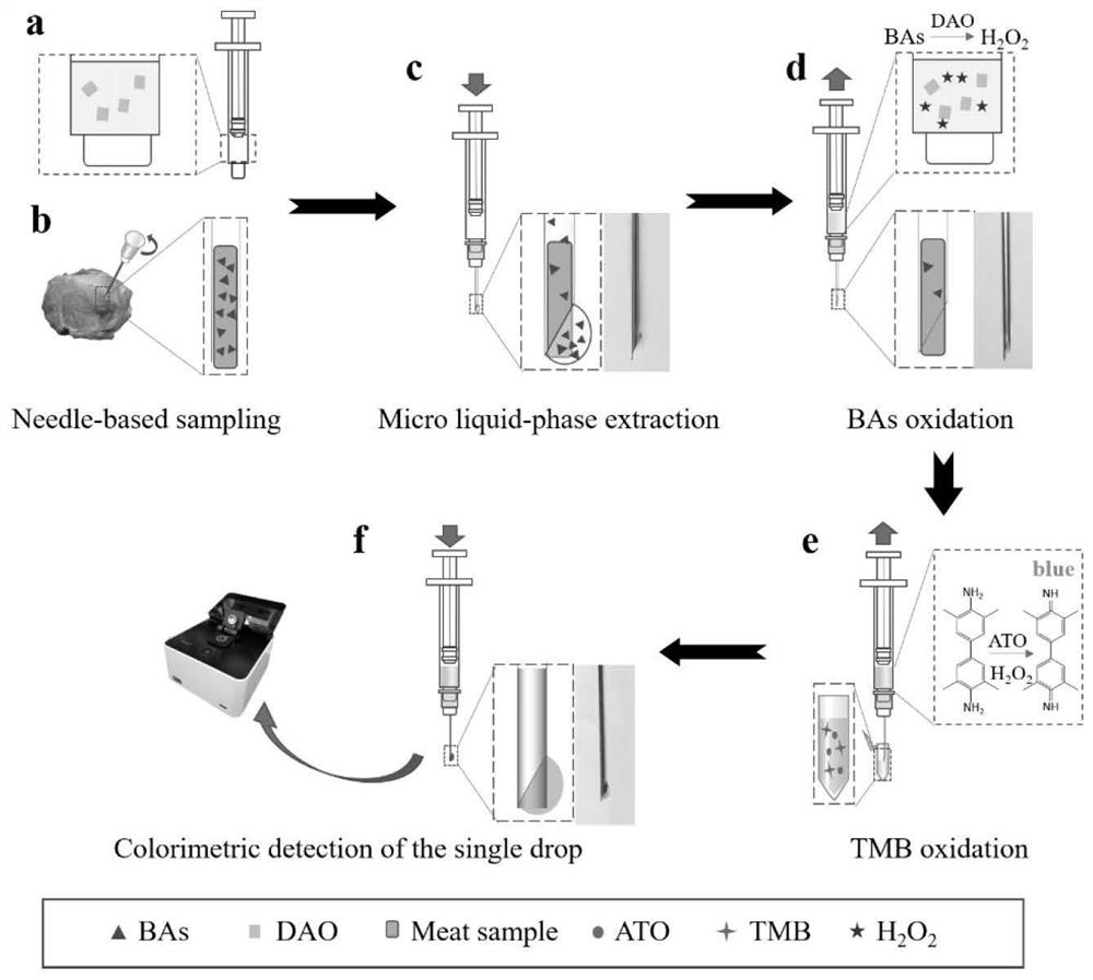 Method for detecting biogenic amine through needle sampling-microextraction-catalytic color development