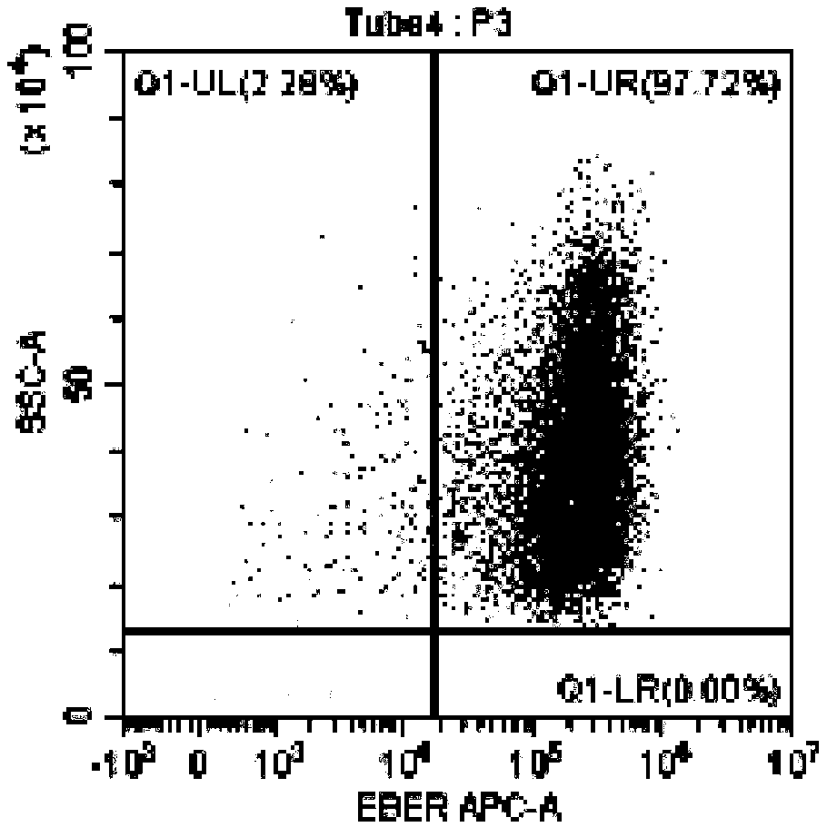 Method for identifying lymphocyte subpopulations infected by EB (epstein-barr) virus and proportion of injected cells in lymphocyte subpopulations and application of method