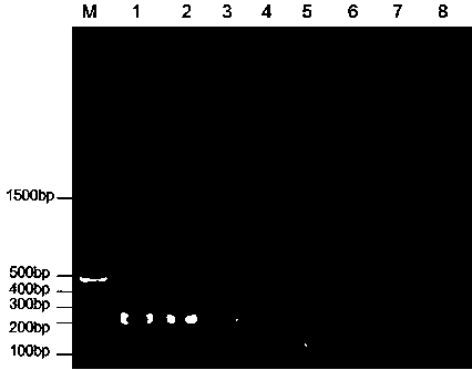 LAMP primers for real-time and quantitative detection of porcine circovirus type 3, kit and application