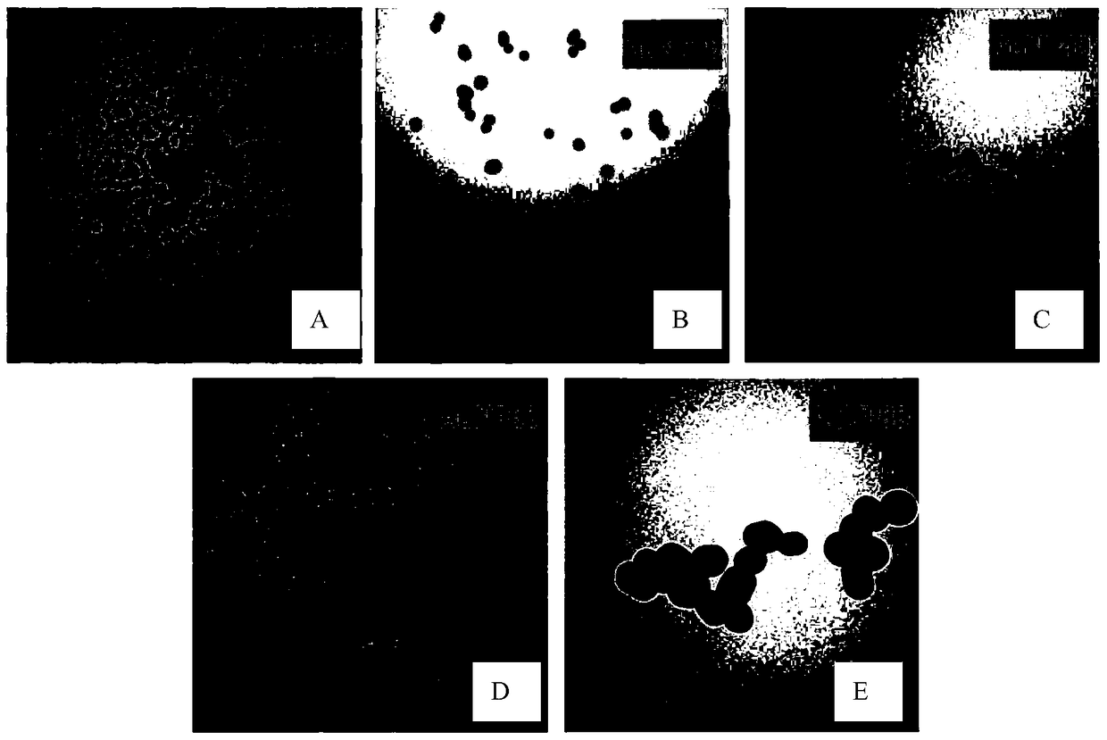 An accelerator capable of improving the functionalization process of adoptive dendritic cells and its preparation method and application