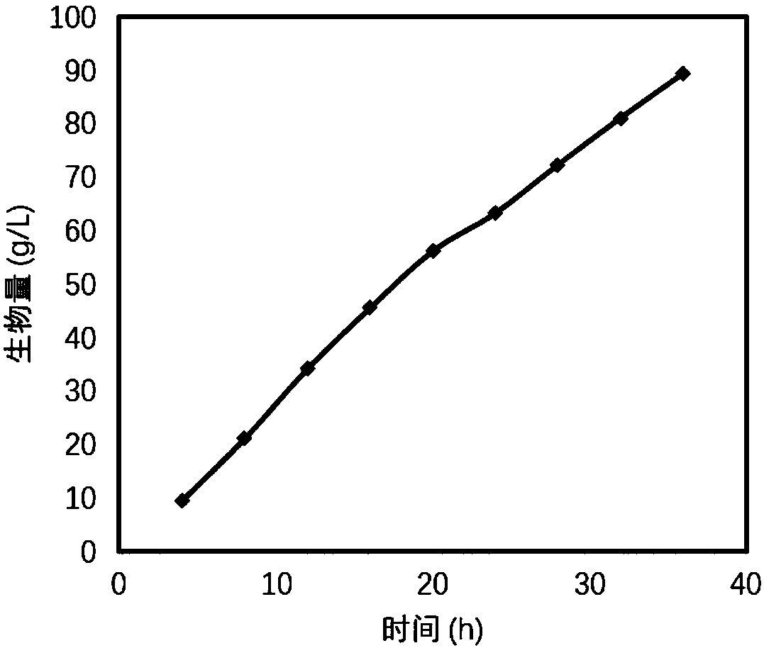 Method for producing polyhydroxyalkanoates (PHA) through sterilization-free fermentation