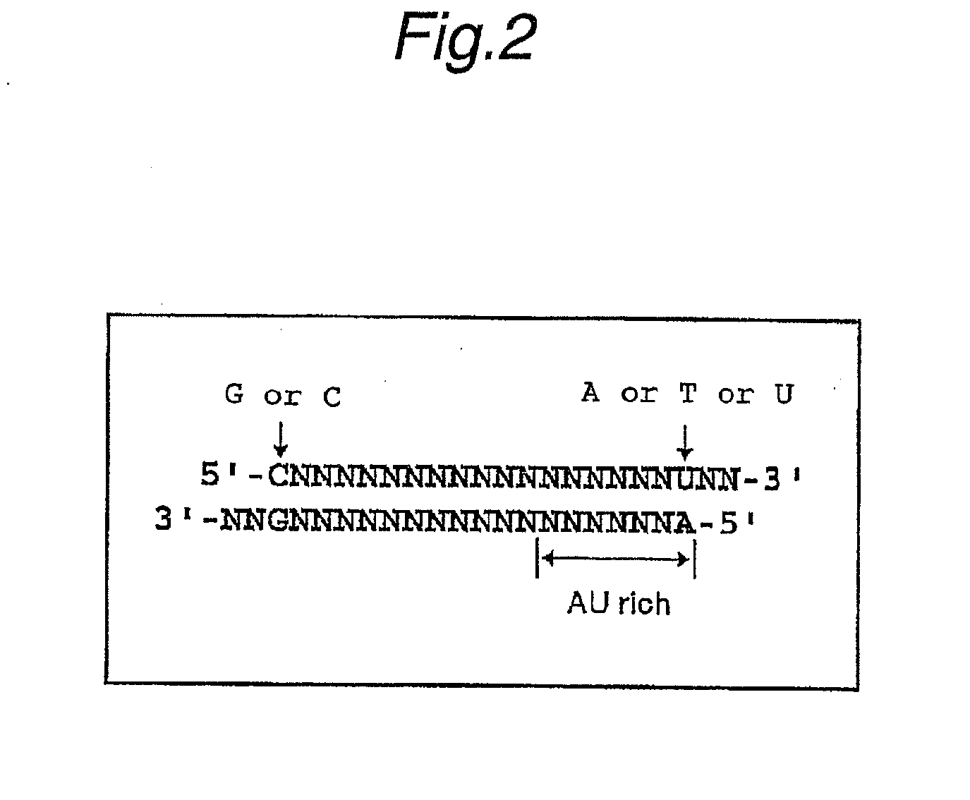 Method For Searching Target Base Sequence Of Rna Interference, Method For Designing Base Sequence Of Polynucleotide For Causing Rna Interference, Method For Producing Double-Stranded Polynucleotide, Method For Inhibiting Gene Expression, Base Sequence Processing Apparatus, Program For Running Base Sequence Processing Method On Computer, Recording Medium, And Base Sequence Processing System