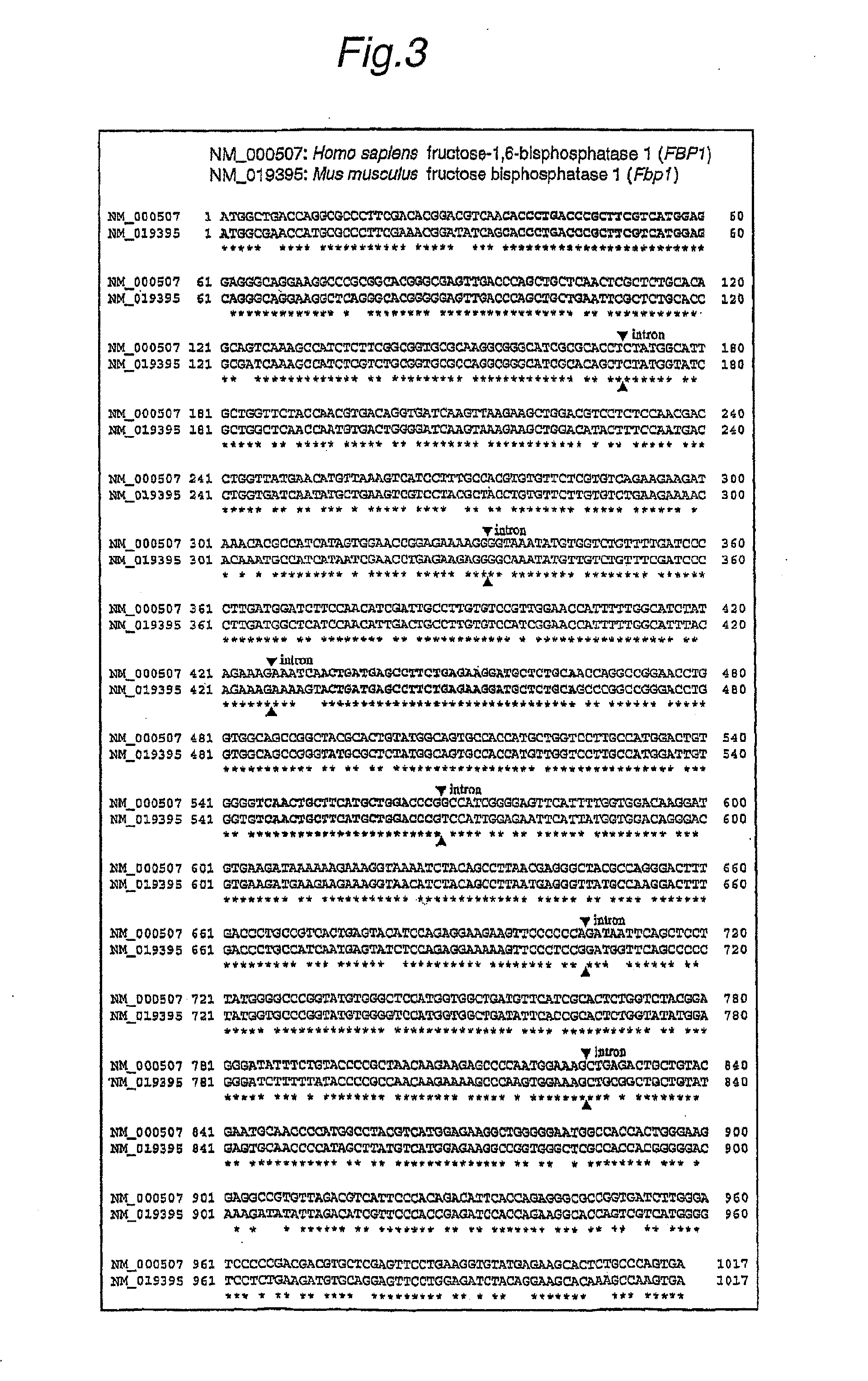Method For Searching Target Base Sequence Of Rna Interference, Method For Designing Base Sequence Of Polynucleotide For Causing Rna Interference, Method For Producing Double-Stranded Polynucleotide, Method For Inhibiting Gene Expression, Base Sequence Processing Apparatus, Program For Running Base Sequence Processing Method On Computer, Recording Medium, And Base Sequence Processing System