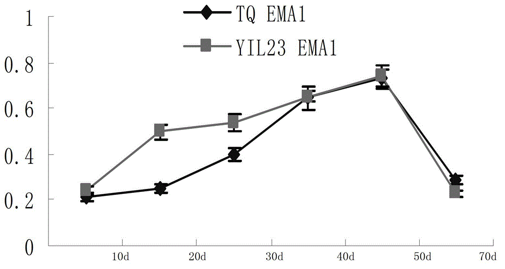 Newborn tissue-specific promoter p-ema1 in rice and its application