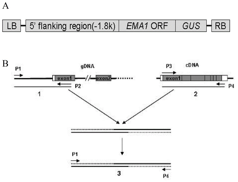 Newborn tissue-specific promoter p-ema1 in rice and its application