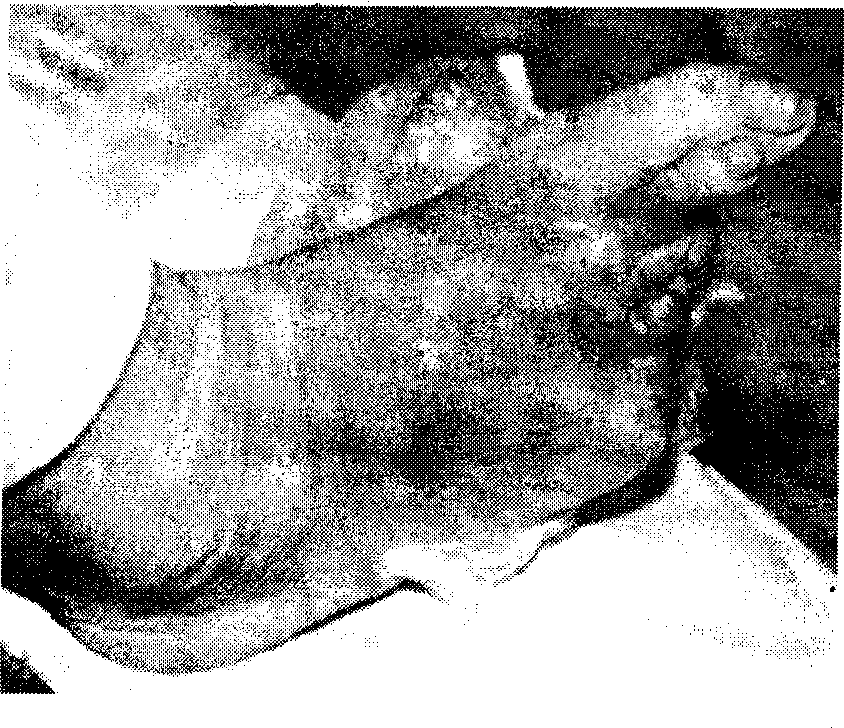 Multipurpose muscle-generating powder and method for producing the same