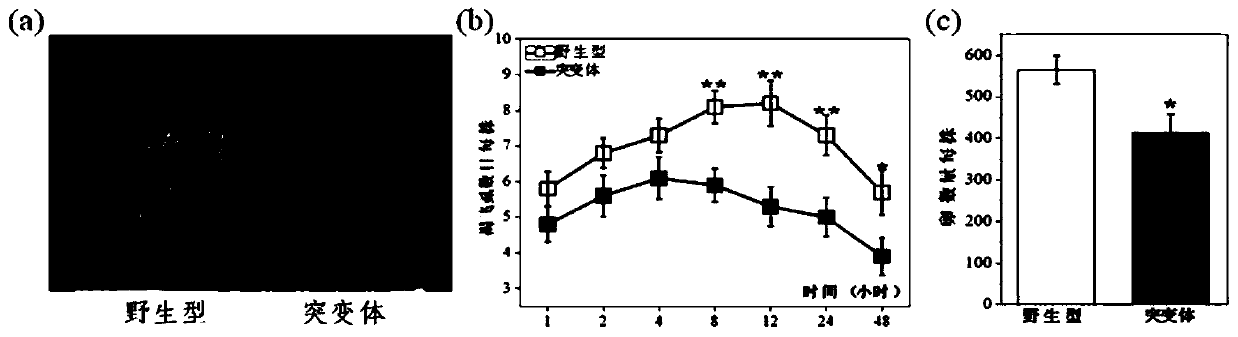 Application of rice genes cyp71a1 and 5-HT in regulating insect resistance in rice plants