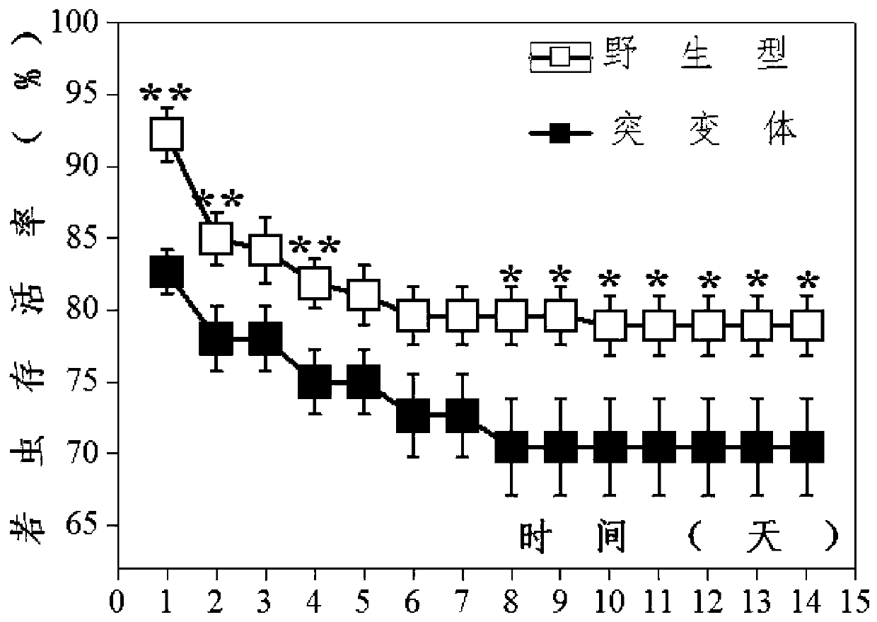 Application of rice genes cyp71a1 and 5-HT in regulating insect resistance in rice plants