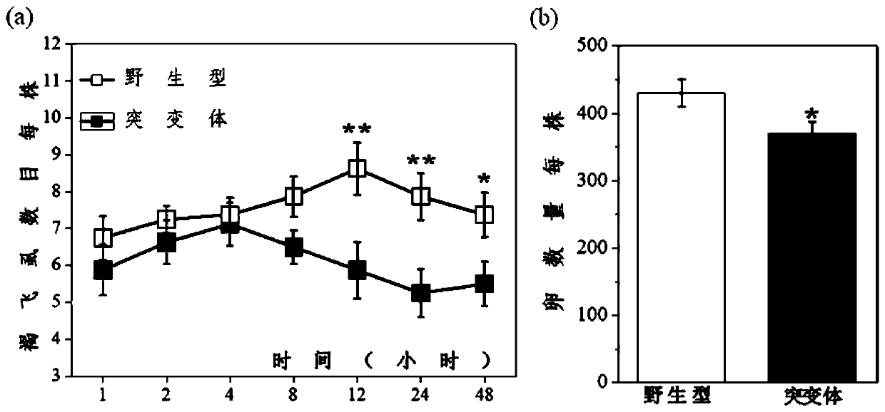 Application of rice genes cyp71a1 and 5-HT in regulating insect resistance in rice plants