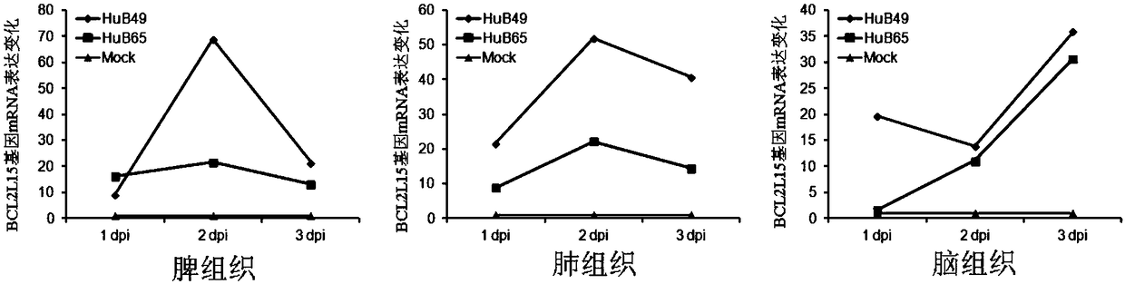 Application of duck bcl2l15 gene in anti-aiv virus of livestock and poultry