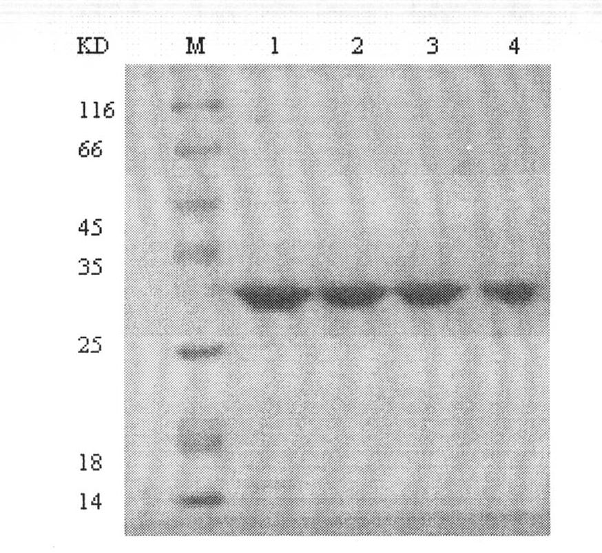 Enterotoxin C2 superantigen mutant proteins, and coding gene and preparation and application thereof