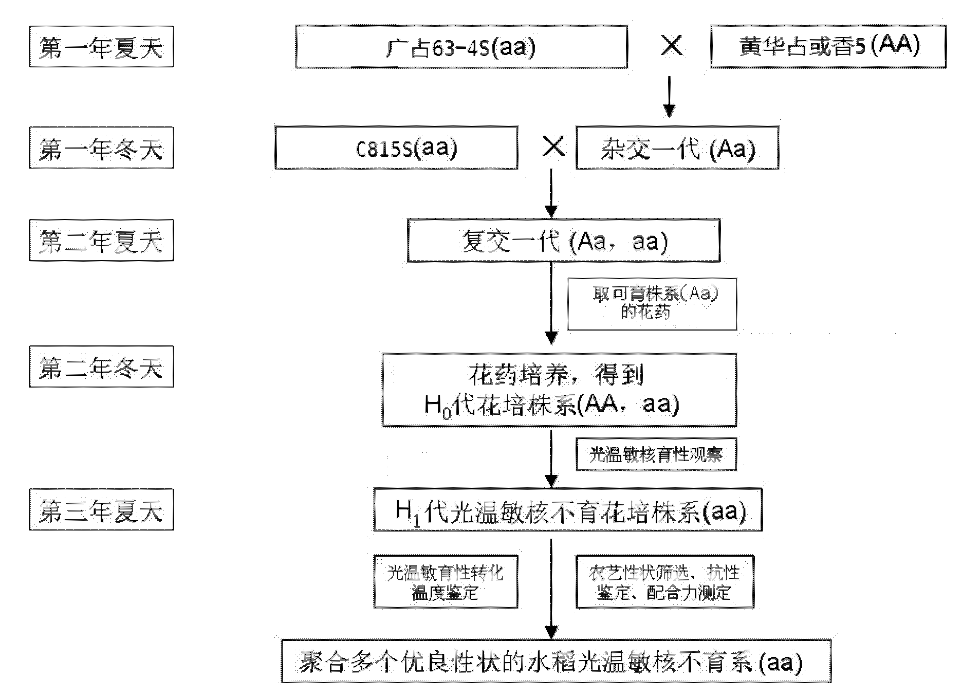 Method for quickly breeding high-quality multi-resistant rice photo-thermo-sensitive nucleic male sterile line