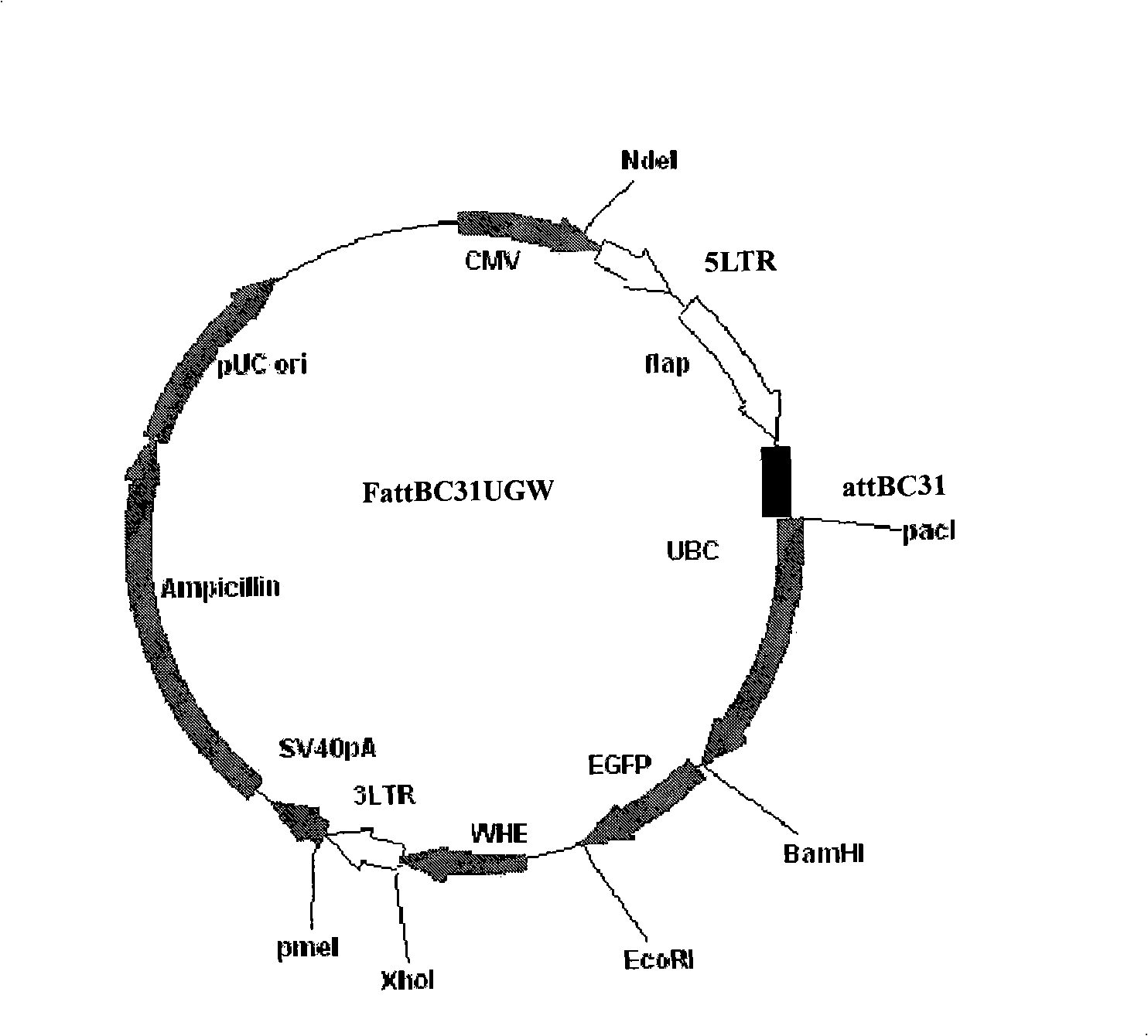 Site-specific integration retroviral vector system and preparation thereof