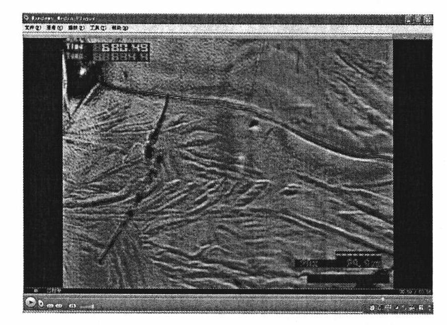 Method for observing transformation surface relief of eutectoid steel pearlite by confocal laser microscope
