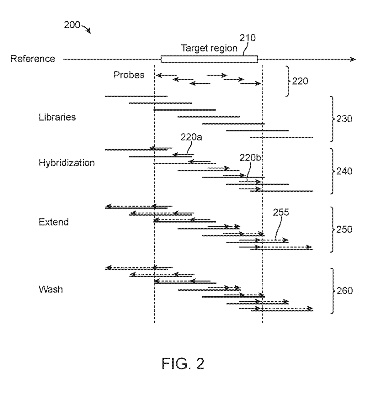 Higher target capture efficiency using probe extension