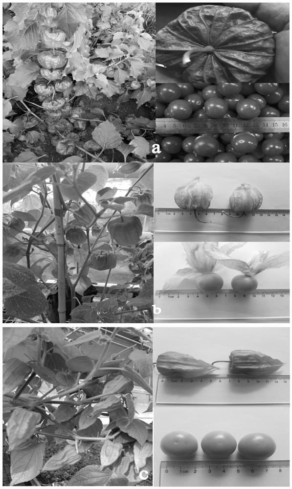 A new variety breeding method for inducing mutation of Physalis petals