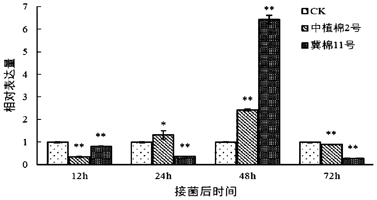 Gene GhABC related to resistance to cotton verticillium wilt, and encoding protein and applications thereof
