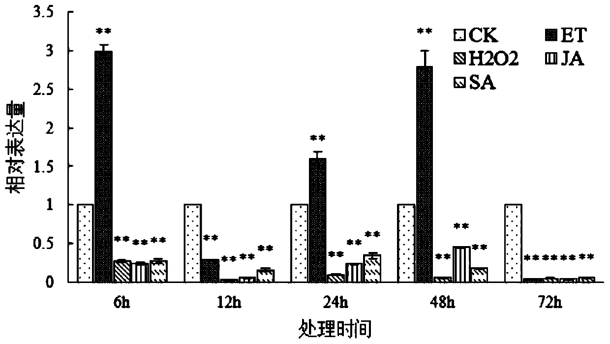Gene GhABC related to resistance to cotton verticillium wilt, and encoding protein and applications thereof