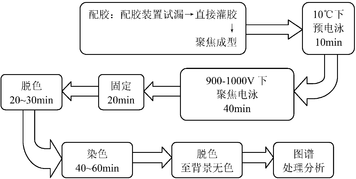 Protein isoelectric focusing electrophoresis method and glue preparation device