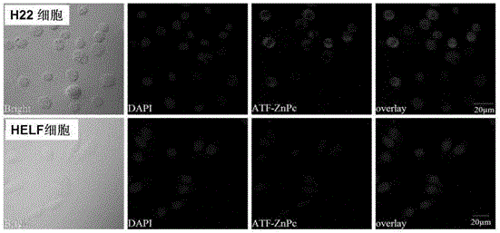 Photosensitizer for targetedly expressing tumor of urokinase receptor, preparation method and use of photosensitizer