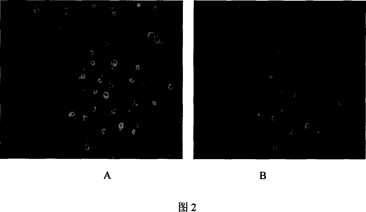 Application of cytoplasm targeting administration system capable of reversing tumor cell resistance