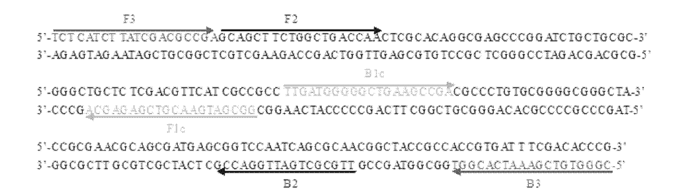 Isothermal nucleic acid amplification technique based kit for diagnosis of tuberculosis