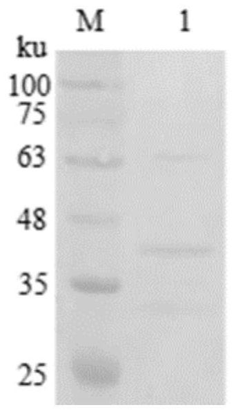 Proteus mirabilis antigen identification and application thereof in detection of proteus infection