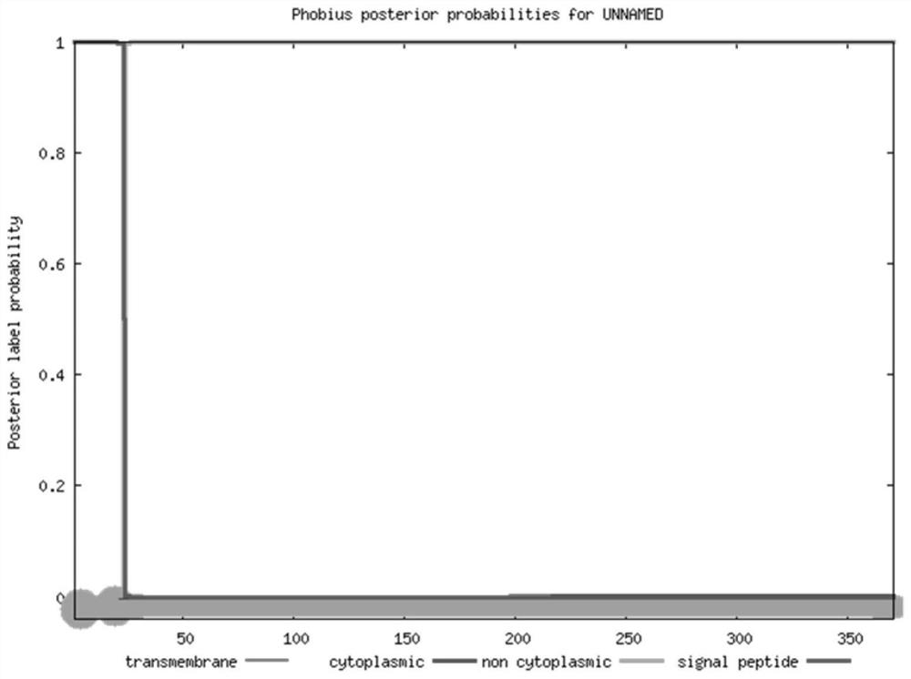 Proteus mirabilis antigen identification and application thereof in detection of proteus infection