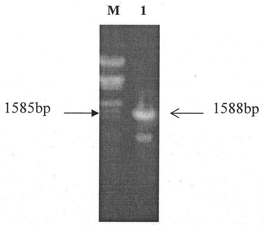 Cloning of irg6 gene with potential anti-swine fever virus effect and construction of its stable expression cell line