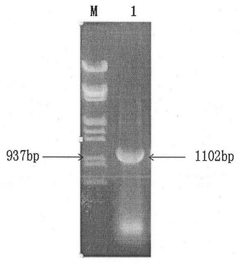 Cloning of irg6 gene with potential anti-swine fever virus effect and construction of its stable expression cell line