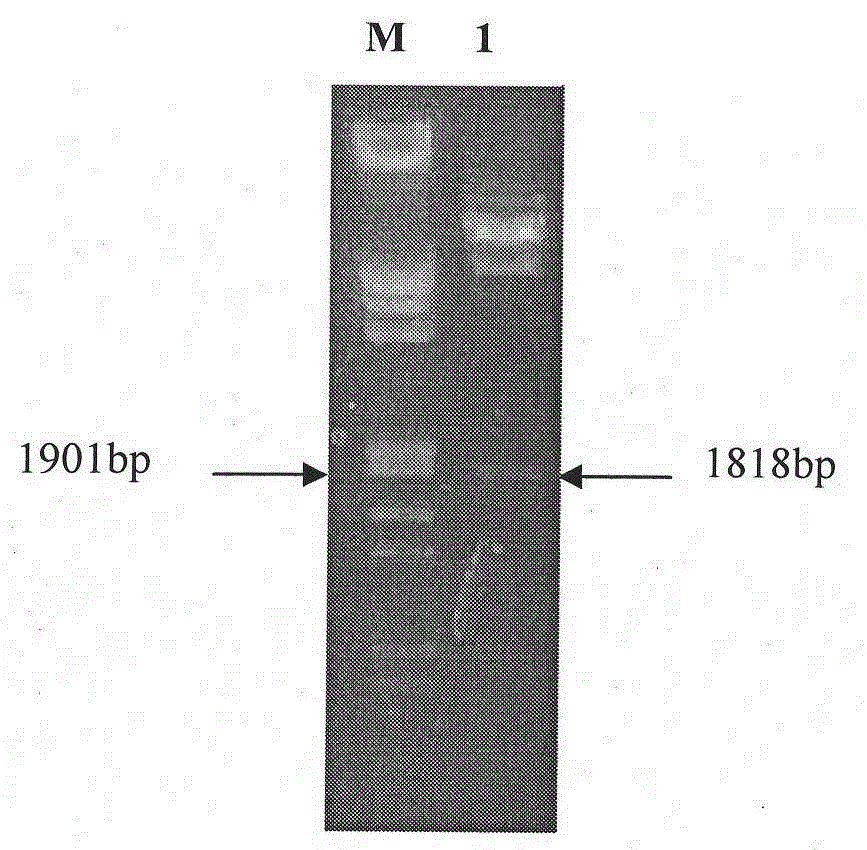 Cloning of irg6 gene with potential anti-swine fever virus effect and construction of its stable expression cell line