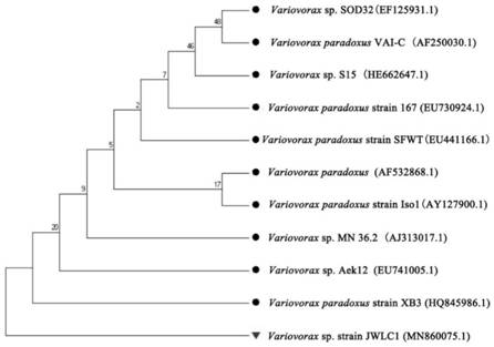 Preparation and application of bacterium-enzyme composite preparation for petroleum hydrocarbon degradation