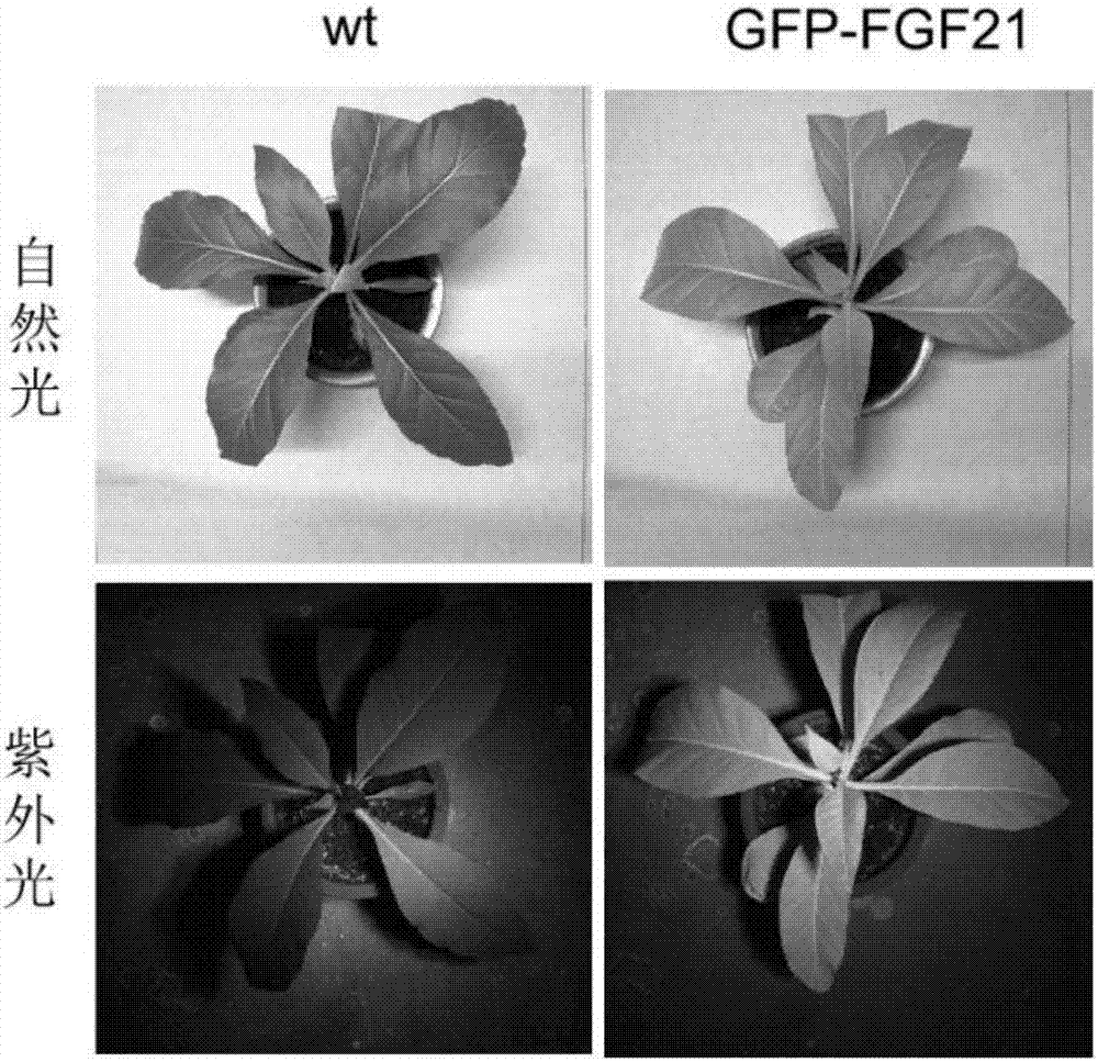 Chloroplast expressed fibroblast growth factor 21 protein and preparation method thereof