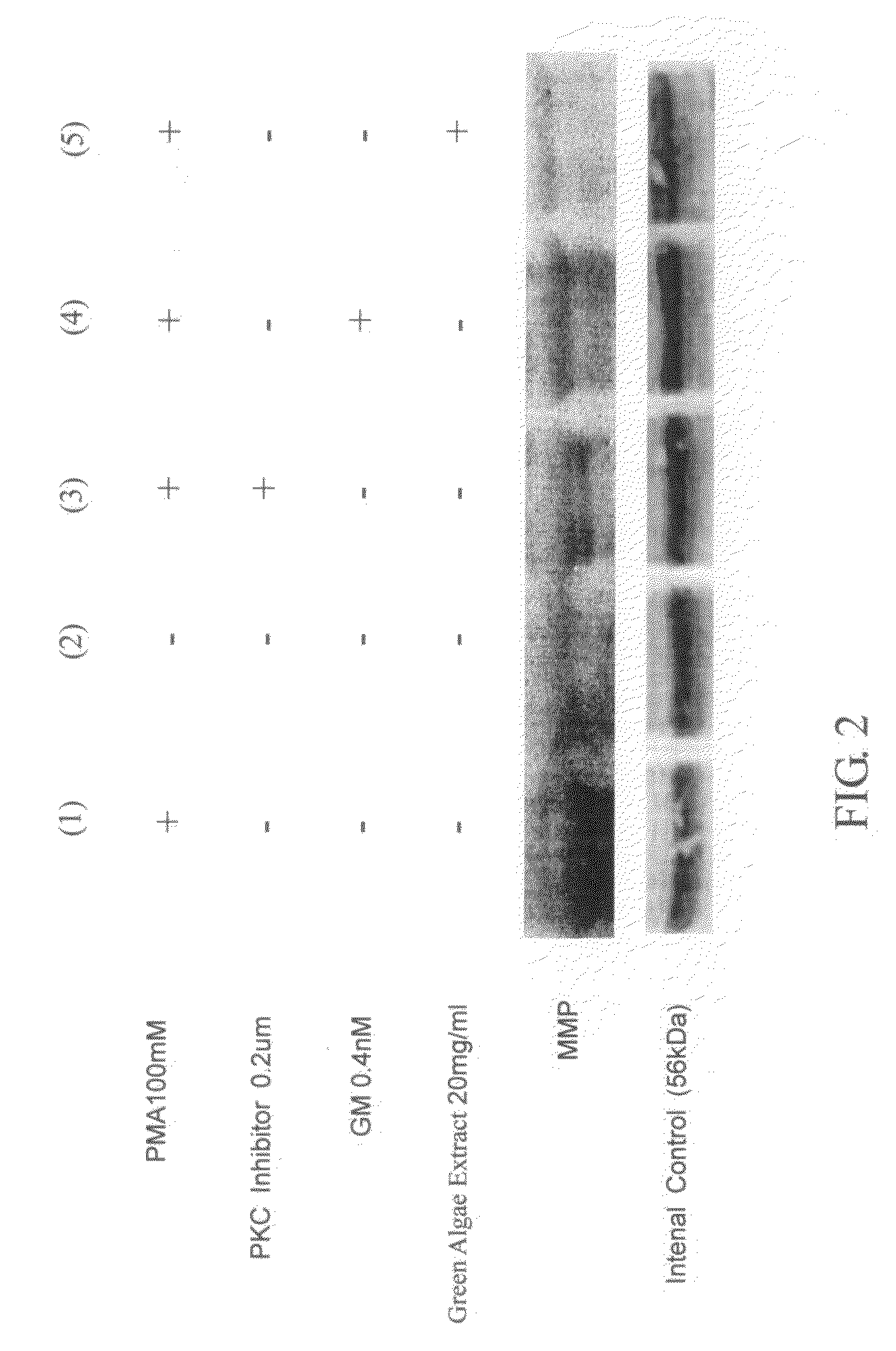 Method for preventing skin-cellular aging by using green algae extract and cosmetic composition containing green algae extract