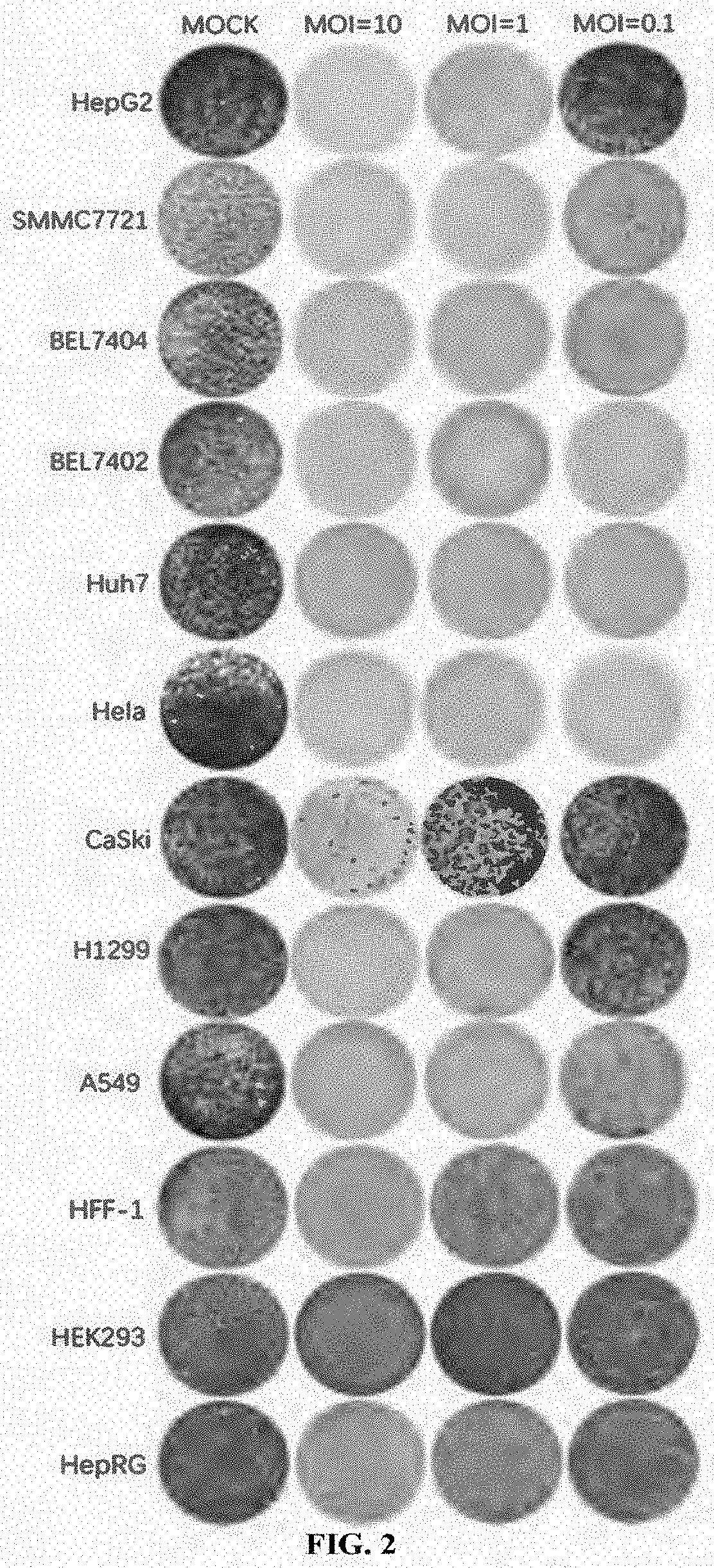 A virus for treatment of tumor