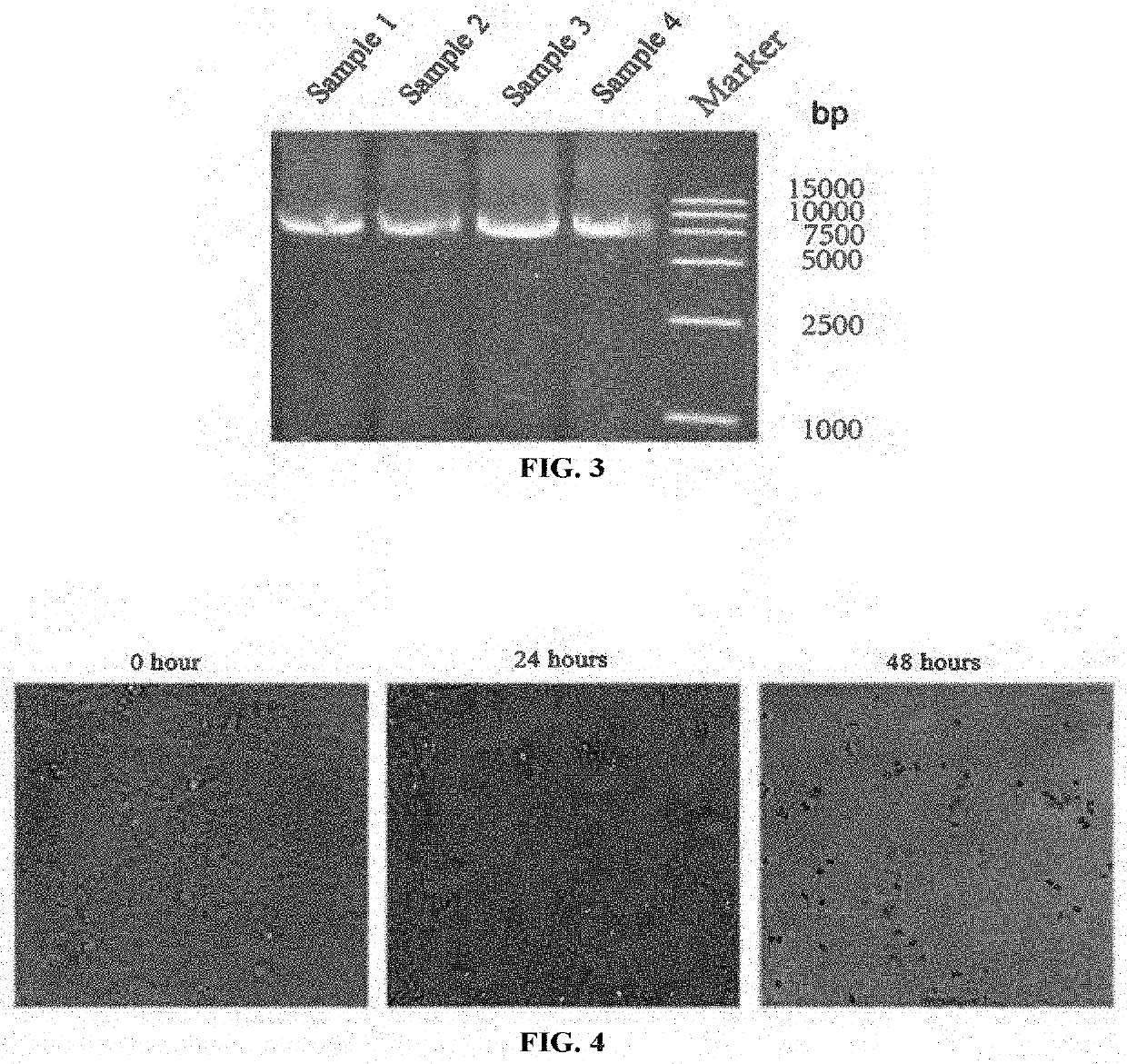 A virus for treatment of tumor